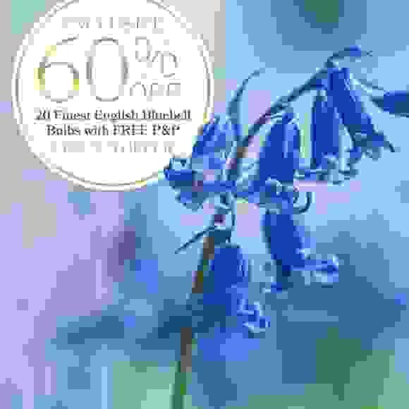 60% off English Bluebells